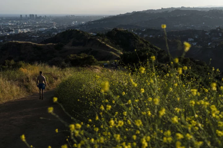 California artists, chefs find creative ways to confront destructive 'superbloom' of wild mustard