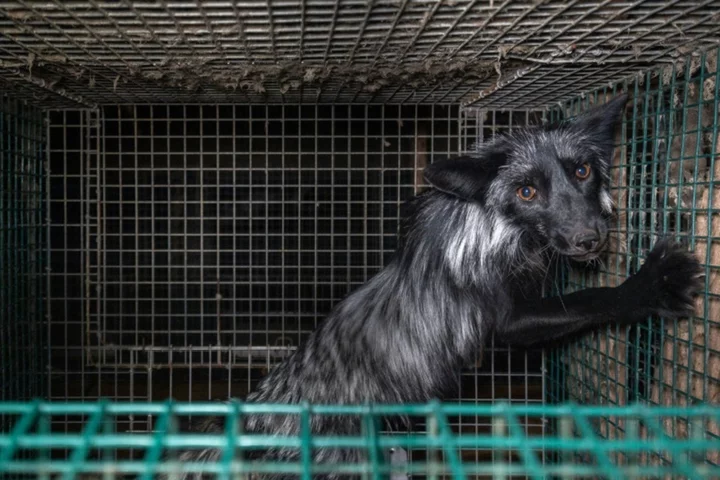 Activists slam conditions at Europe's fur farms, seek ban