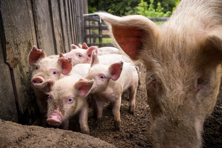 Hog Herds to Shrink as US Farms Lose Money, Smithfield Warns