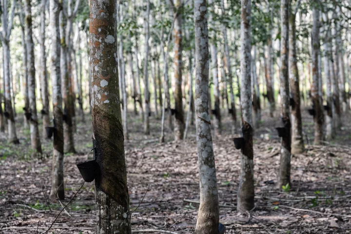 Top Green Fund Backs Deforestation-Free Crops With $189 Million