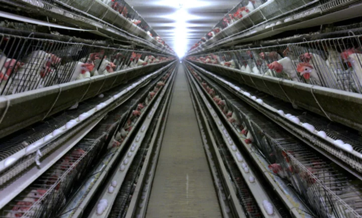 Sweden's largest egg producer to cull all its chickens following recurrent salmonella outbreaks