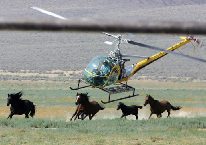 11 mustangs die in US roundup in Nevada caught on video, showing horses with broken necks