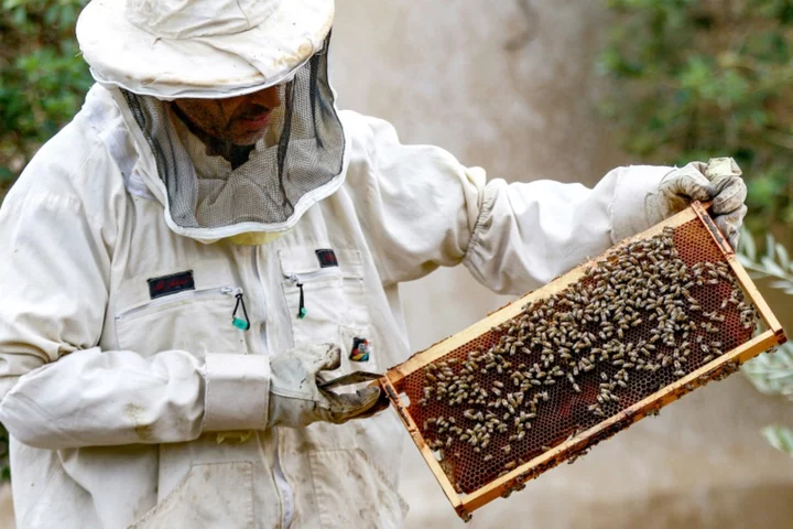 Sweet success: Jordan's beekeepers busy as honey demand soars