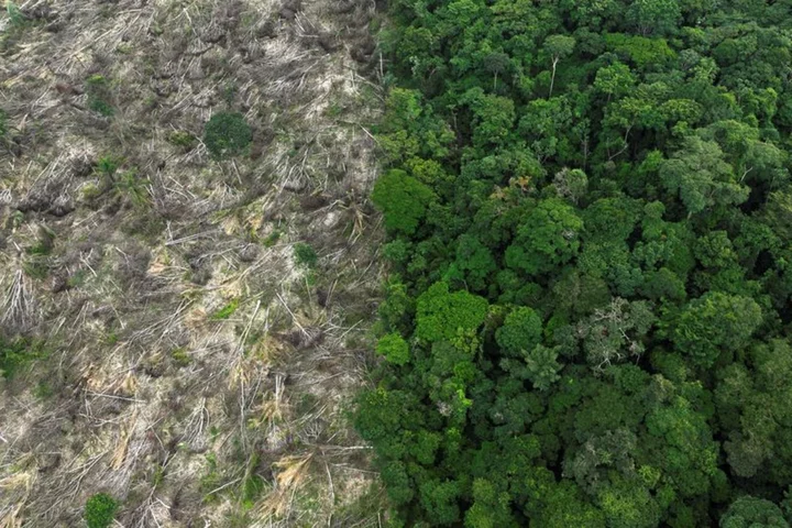 Exclusive - Investors may exit consumer goods firms over EU deforestation law