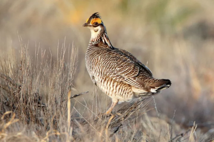 GOP measures would undo protections for endangered lesser prairie chicken, northern bat