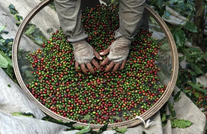 Exclusive-Brazil 'natural' coffee hits premium market in challenge for small farmers