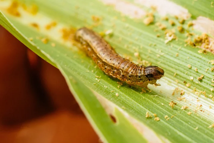 China Faces Early Attack From Crop Pests After Extreme Weather