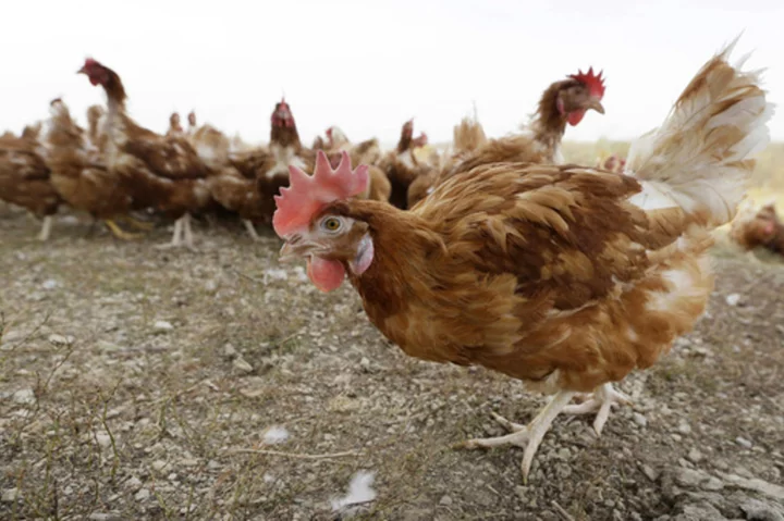 1.2 million chickens will be slaughtered at an Iowa farm where bird flu was found