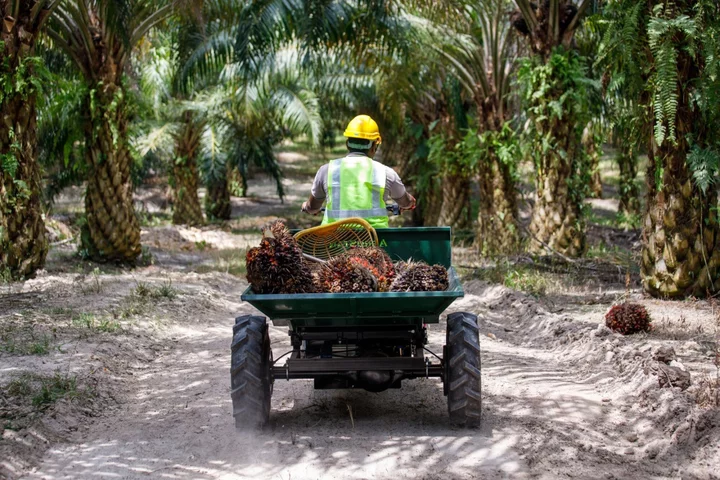 Palm Oil Production Seen Surging in Malaysia as Workers Return