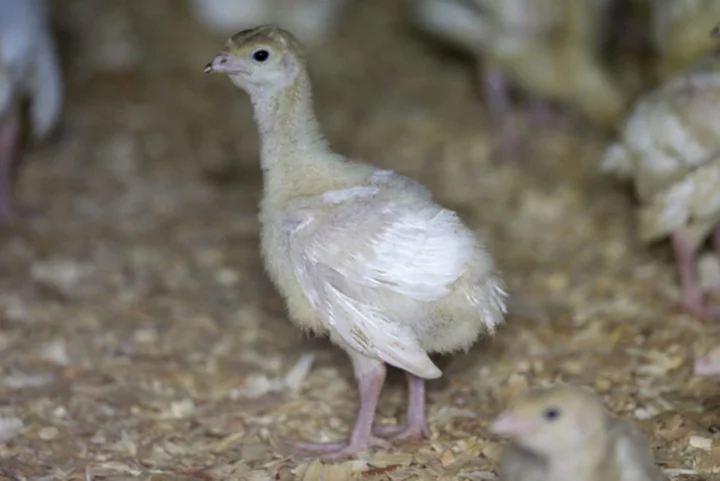 Deadly bird flu reappears in US commercial poultry flocks in Utah and South Dakota