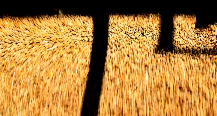 China says it will remove tariffs on Australian barley