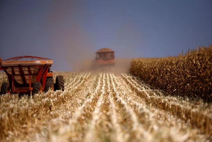 Analysis-Brazil clears bottlenecks to oust US as top corn exporter